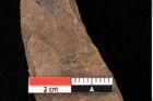 Foto (Detailansicht) von Widdringtonia ungeri Endl. (NHMW-GEO-2024-0188-0125)
